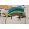 Image 3 : Real Skin MAHI-MAHI Fish Mount