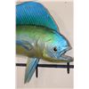 Image 4 : Real Skin MAHI-MAHI Fish Mount
