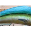 Image 5 : Real Skin MAHI-MAHI Fish Mount