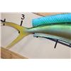 Image 6 : Real Skin MAHI-MAHI Fish Mount