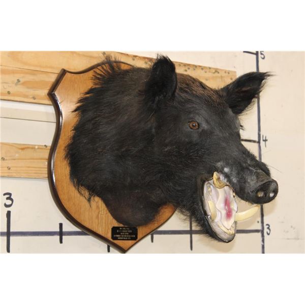 WILD BOAR or HOG Shoulder Mount on a Wooden Plaque