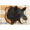 Image 1 : WILD BOAR or HOG Shoulder Mount on a Wooden Plaque