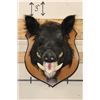 Image 2 : WILD BOAR or HOG Shoulder Mount on a Wooden Plaque