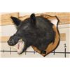 Image 3 : WILD BOAR or HOG Shoulder Mount on a Wooden Plaque