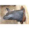 Image 7 : WILD BOAR or HOG Shoulder Mount on a Wooden Plaque