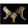 Image 1 : Beautiful Hand-carved Indonesian GARUT SHEEP/RAM Skull