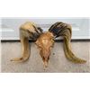 Image 2 : Beautiful Hand-carved Indonesian GARUT SHEEP/RAM Skull