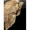 Image 5 : Beautiful Hand-carved Indonesian GARUT SHEEP/RAM Skull