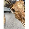 Image 6 : Beautiful Hand-carved Indonesian GARUT SHEEP/RAM Skull