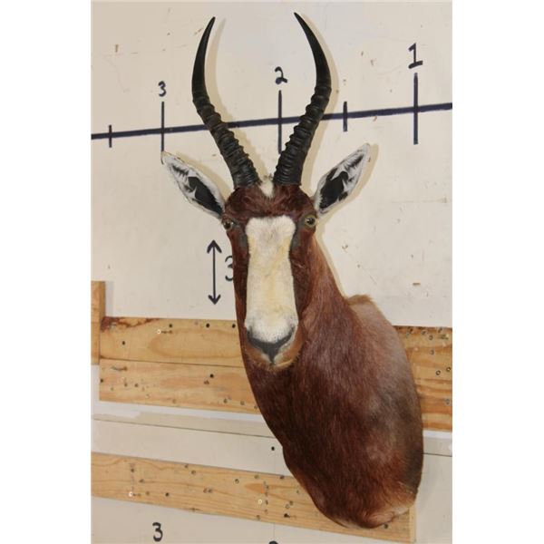BLESBOK Shoulder Mount