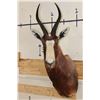Image 1 : BLESBOK Shoulder Mount