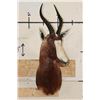 Image 2 : BLESBOK Shoulder Mount