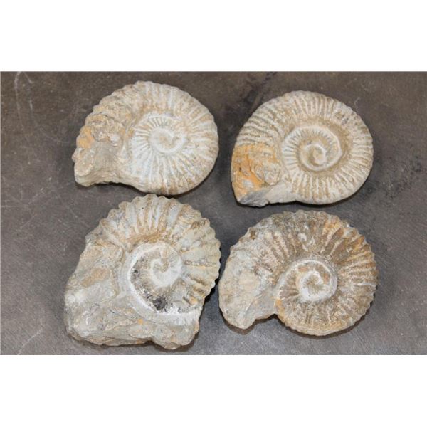 (4) AMMONITE FOSSIL Specimens from Morocco (ONE$)
