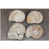 Image 1 : (4) AMMONITE FOSSIL Specimens from Morocco (ONE$)
