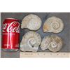 Image 2 : (4) AMMONITE FOSSIL Specimens from Morocco (ONE$)