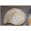 Image 3 : (4) AMMONITE FOSSIL Specimens from Morocco (ONE$)