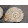 Image 4 : (4) AMMONITE FOSSIL Specimens from Morocco (ONE$)