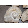 Image 5 : (4) AMMONITE FOSSIL Specimens from Morocco (ONE$)
