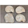 Image 8 : (4) AMMONITE FOSSIL Specimens from Morocco (ONE$)