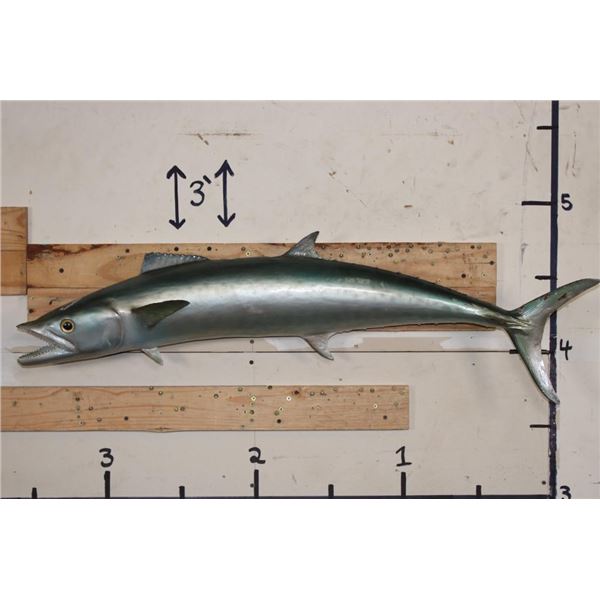 *Real Skin* KING MACKEREL Fish Mount