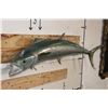Image 2 : *Real Skin* KING MACKEREL Fish Mount