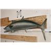 Image 3 : *Real Skin* KING MACKEREL Fish Mount