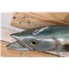 Image 4 : *Real Skin* KING MACKEREL Fish Mount