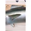 Image 5 : *Real Skin* KING MACKEREL Fish Mount