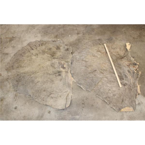 (2) Big and Soft African ELEPHANT Ears (ONE$)