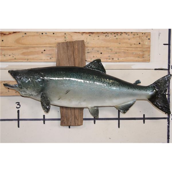 Big *Real Skin* KING SALMON or "Chinook Salmon" on a Wood Wall Hanger