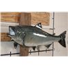 Image 2 : Big *Real Skin* KING SALMON or "Chinook Salmon" on a Wood Wall Hanger