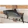 Image 3 : Big *Real Skin* KING SALMON or "Chinook Salmon" on a Wood Wall Hanger