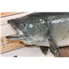 Image 4 : Big *Real Skin* KING SALMON or "Chinook Salmon" on a Wood Wall Hanger