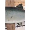 Image 5 : Big *Real Skin* KING SALMON or "Chinook Salmon" on a Wood Wall Hanger