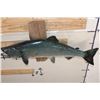 Image 7 : Big *Real Skin* KING SALMON or "Chinook Salmon" on a Wood Wall Hanger