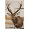 Image 1 : 13-Point RED STAG Shoulder Mount