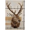Image 2 : 13-Point RED STAG Shoulder Mount