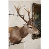 Image 3 : 13-Point RED STAG Shoulder Mount