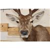 Image 5 : 13-Point RED STAG Shoulder Mount