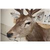 Image 6 : 13-Point RED STAG Shoulder Mount