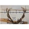 Image 7 : 13-Point RED STAG Shoulder Mount