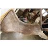 Image 8 : 13-Point RED STAG Shoulder Mount