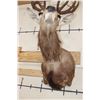 Image 9 : 13-Point RED STAG Shoulder Mount
