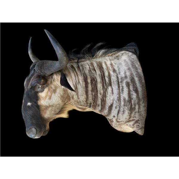 *Rare* WHITE-BEARDED GNU Shoulder Mount
