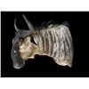 Image 1 : *Rare* WHITE-BEARDED GNU Shoulder Mount