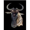 Image 3 : *Rare* WHITE-BEARDED GNU Shoulder Mount