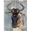 Image 4 : *Rare* WHITE-BEARDED GNU Shoulder Mount