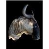 Image 5 : *Rare* WHITE-BEARDED GNU Shoulder Mount
