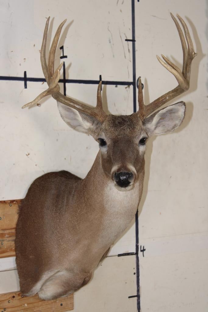 12 Point Deer Rack 12-Point WHITETAIL DEER Shoulder Mount