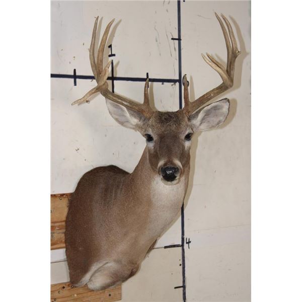 12-Point WHITETAIL DEER Shoulder Mount